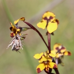 Diuris semilunulata at Molonglo Valley, ACT - suppressed