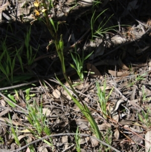 Diuris semilunulata at Molonglo Valley, ACT - 17 Oct 2021