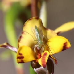 Chironomidae (family) (Non-biting Midge) at Molonglo Valley, ACT - 17 Oct 2021 by LisaH