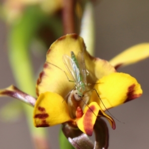 Chironomidae (family) at Molonglo Valley, ACT - 17 Oct 2021