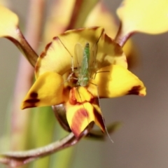 Chironomidae (family) at Molonglo Valley, ACT - 17 Oct 2021