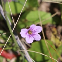 Erodium brachycarpum (Heronsbill) at Stromlo, ACT - 17 Oct 2021 by LisaH