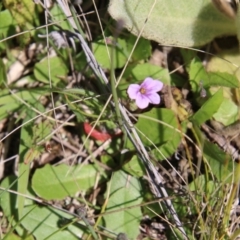 Erodium brachycarpum at Stromlo, ACT - 17 Oct 2021 02:02 PM