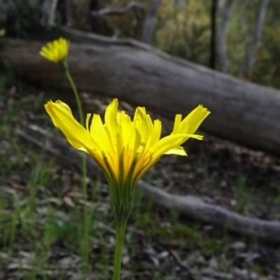 Microseris walteri (Yam Daisy, Murnong) at Bruce, ACT - 16 Oct 2021 by JanetRussell