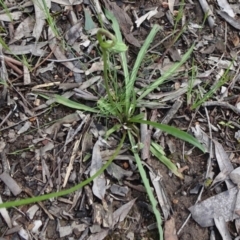 Microseris walteri at Bruce, ACT - 16 Oct 2021