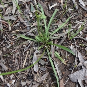 Microseris walteri at Bruce, ACT - 16 Oct 2021 09:46 AM