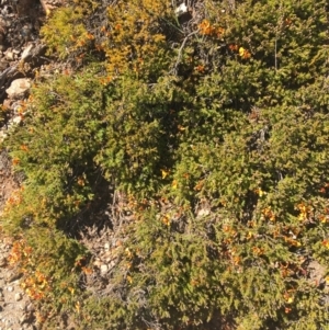 Dillwynia prostrata at Mount Clear, ACT - 17 Oct 2021