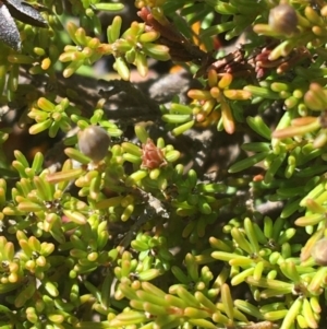 Dillwynia prostrata at Mount Clear, ACT - 17 Oct 2021