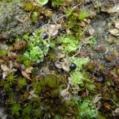Fossombronia sp. (genus) (A leafy liverwort) at Bruce Ridge to Gossan Hill - 15 Oct 2021 by JanetRussell