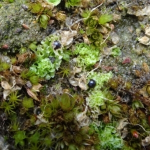 Fossombronia sp. (genus) at Bruce, ACT - 16 Oct 2021