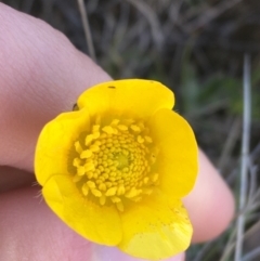 Ranunculus lappaceus (Australian Buttercup) at Mount Clear, ACT - 16 Oct 2021 by Ned_Johnston