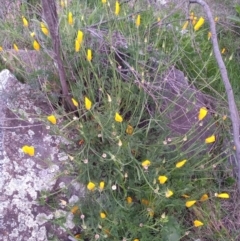 Eschscholzia californica (California Poppy) at Greenway, ACT - 17 Oct 2021 by michaelb