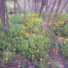 Eschscholzia californica at Greenway, ACT - 17 Oct 2021