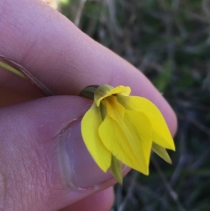 Diuris subalpina at Mount Clear, ACT - 17 Oct 2021