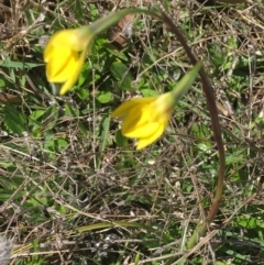 Diuris subalpina at Mount Clear, ACT - suppressed