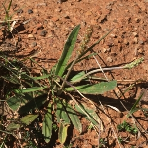 Plantago varia at Mount Clear, ACT - 17 Oct 2021 10:27 AM