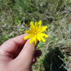 Microseris walteri (Yam Daisy, Murnong) at Watson, ACT - 17 Oct 2021 by danswell