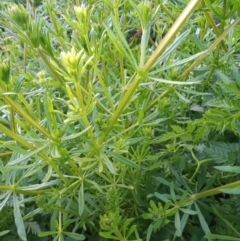 Galium aparine (Goosegrass, Cleavers) at Greenway, ACT - 17 Oct 2021 by MichaelBedingfield