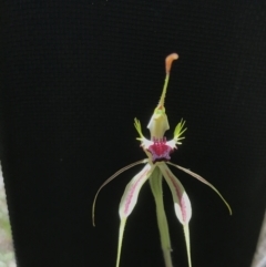 Caladenia parva at Paddys River, ACT - suppressed