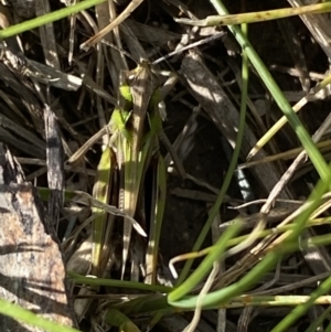 Perala viridis at Pejar, NSW - 17 Oct 2021