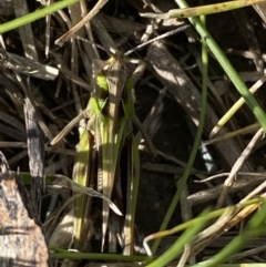 Perala viridis at Pejar, NSW - 17 Oct 2021