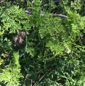 Conium maculatum at Mount Clear, ACT - 17 Oct 2021 10:54 AM