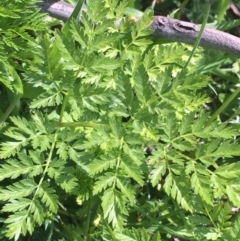 Conium maculatum at Mount Clear, ACT - 17 Oct 2021 10:54 AM