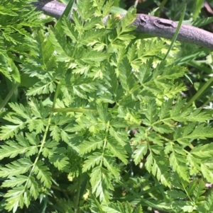 Conium maculatum at Mount Clear, ACT - 17 Oct 2021 10:54 AM