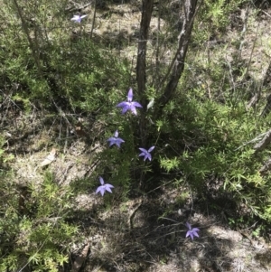 Glossodia major at Paddys River, ACT - suppressed