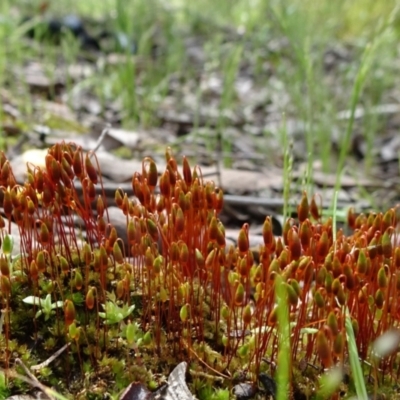 Bryaceae (family) (A moss) at Bruce, ACT - 16 Oct 2021 by JanetRussell