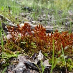 Bryaceae (family) at Bruce, ACT - 16 Oct 2021 10:19 AM