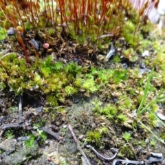 Bryaceae (family) at Bruce, ACT - 16 Oct 2021 10:19 AM