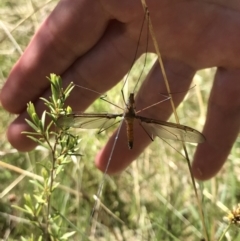 Leptotarsus (Macromastix) sp. (genus & subgenus) (Unidentified Macromastix crane fly) at Paddys River, ACT - 17 Oct 2021 by GG