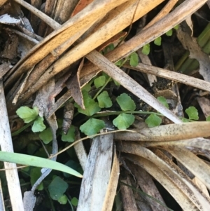 Asplenium flabellifolium at Mount Clear, ACT - 17 Oct 2021 11:19 AM