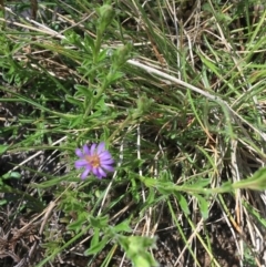 Vittadinia cuneata var. cuneata (Fuzzy New Holland Daisy) at Mount Clear, ACT - 17 Oct 2021 by NedJohnston