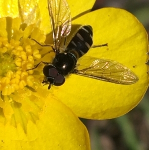 Syrphini sp. (tribe) at Mount Clear, ACT - 17 Oct 2021