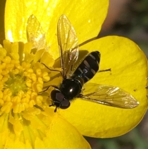 Syrphini sp. (tribe) at Mount Clear, ACT - 17 Oct 2021