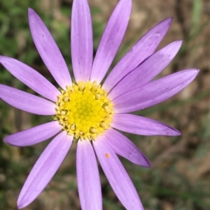 Calotis scabiosifolia var. integrifolia at Booth, ACT - 17 Oct 2021 01:41 PM