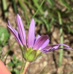 Calotis scabiosifolia var. integrifolia at Booth, ACT - 17 Oct 2021 01:41 PM