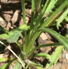 Calotis scabiosifolia var. integrifolia at Booth, ACT - 17 Oct 2021 01:41 PM