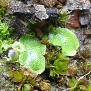 Lunularia cruciata at Bruce, ACT - 16 Oct 2021