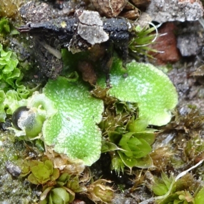Lunularia cruciata (A thallose liverwort) at Bruce Ridge to Gossan Hill - 15 Oct 2021 by JanetRussell