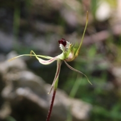 Caladenia tentaculata (Fringed Spider Orchid) at Chiltern, VIC - 17 Oct 2021 by KylieWaldon