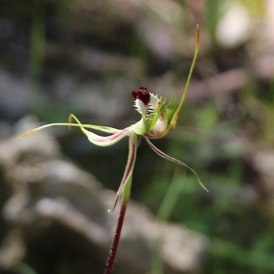 Caladenia tentaculata (Fringed Spider Orchid) at Chiltern, VIC - 17 Oct 2021 by KylieWaldon