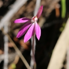 Caladenia carnea (Pink Fingers) at Chiltern, VIC - 16 Oct 2021 by KylieWaldon