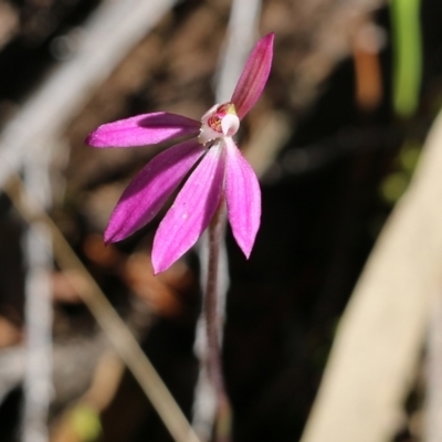 Caladenia carnea (Pink Fingers) at Chiltern, VIC - 16 Oct 2021 by KylieWaldon