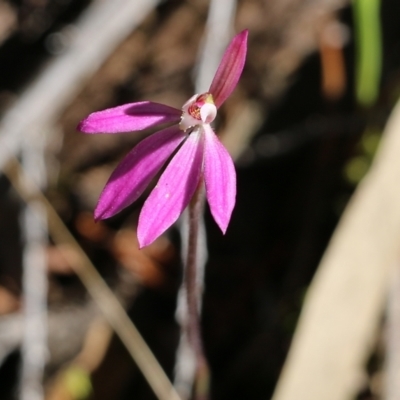 Caladenia carnea (Pink Fingers) at Chiltern, VIC - 17 Oct 2021 by KylieWaldon