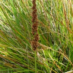 Carex appressa (Tall Sedge) at West Wodonga, VIC - 17 Oct 2021 by ClaireSee