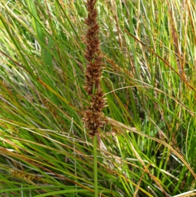 Carex appressa (Tall Sedge) at West Wodonga, VIC - 17 Oct 2021 by ClaireSee