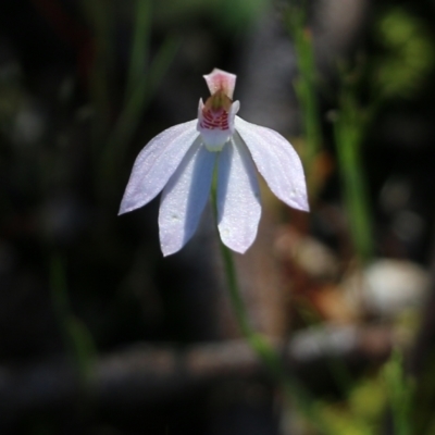 Caladenia carnea (Pink Fingers) at Chiltern, VIC - 16 Oct 2021 by KylieWaldon